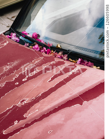 Pink bougainvillea petals and dry leaves gathered on weathered hood of red car, adding touch of delicate beauty to aged vehicle's exterior. Pink bougainvillea petals drift across weathered red car 126605998