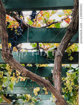 Bunches of ripe grapes hanging from rustic wooden pergola, creating picturesque scene in sunlit vineyard, embodying beauty of nature and essence of harvest season. Grape clusters, verdant vineyard Bunches of ripe grapes hanging from rustic wooden pergola, creating picturesque scene in sunlit vineyard, embodying beauty of nature and essence of harvest season. Grape clusters, verdant vineyard 126606001