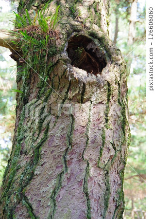 A hole in a pine tree trunk 126606060