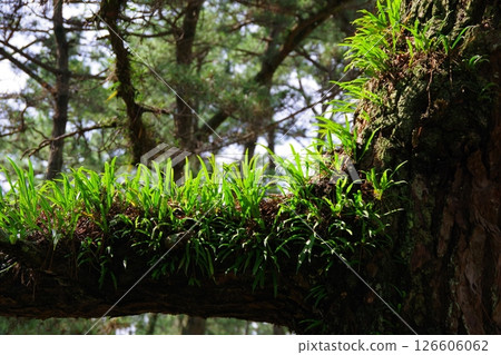 一棵生長在樹幹上的松樹 一棵生長在樹幹上的松樹 126606062