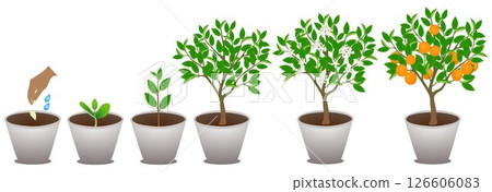 Growth cycle of mandarin in a pot on a white background. Growth cycle of mandarin in a pot on a white background. 126606083