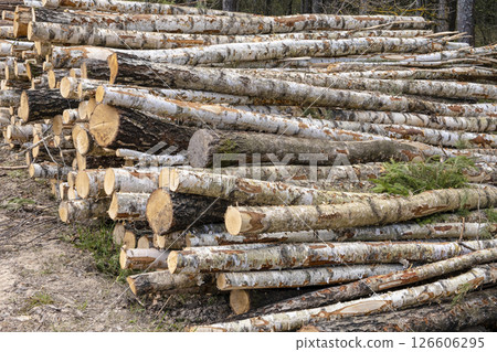 Firewood in the forest, birch tree logs. Lumber industry. Environmental damage Firewood in the forest, birch tree logs. Lumber industry. Environmental damage 126606295