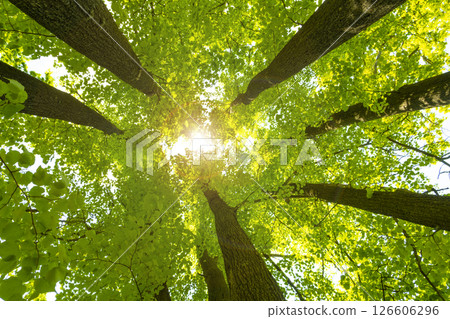The rays of the sun make way through the foliage and crowns of linden trees. The rays of the sun make way through the foliage and crowns of linden trees. 126606296