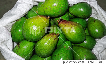 Piles of fresh avocados in white sacks harvested by farmers. summer fruit 126606306