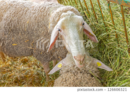 Animal Farm Sheep 126606321