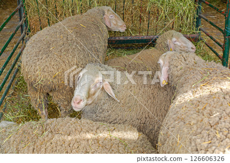Flock of Sheep Farm Flock of Sheep Farm 126606326