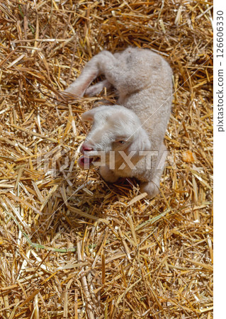 Lamb Laying in Hay Lamb Laying in Hay 126606330