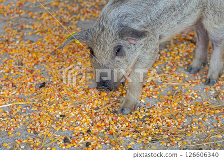 Young Mangalica Piglet Corn 126606340