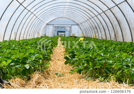 Strawberry plants growing in greenhouse with straw mulch. 126606376