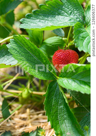 Ripe red strawberry growing among green leaves in garden. 126606377