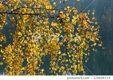 Yellow birch leaves. Autumn etude. Beautiful autumn weather Yellow birch leaves. Autumn etude. Beautiful autumn weather 126606514