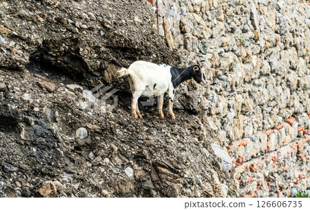 Goat Standing on Rocky Cliffside near Stone Wall Goat Standing on Rocky Cliffside near Stone Wall 126606735