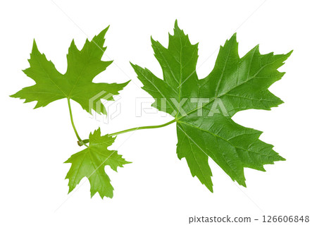 branch of silver maple leaf isolated on a white background. Top view. Flat lay 126606848