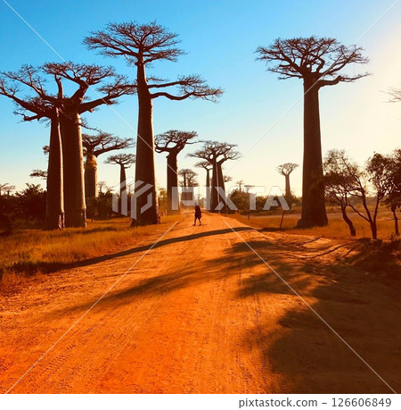 Baobab trees Avenue Madagascar Africa.  126606849