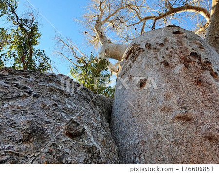 Baobab trees Madagascar Africa Baobab trees Madagascar Africa 126606851