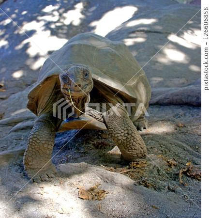 Funny giant turtle in the island Sechelles. Aldabrachelys gigantea.  126606858
