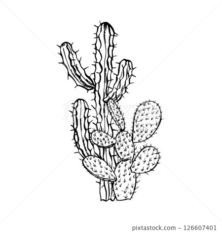 Spiky cacti monochrome vector composition painted by black inks. Opuntia and other cactus graphic sketch illustration minimalist style. For desert themed designs, hipster decor, sustainable branding. Spiky cacti monochrome vector composition painted by black inks. Opuntia and other cactus graphic sketch illustration minimalist style. For desert themed designs, hipster decor, sustainable branding. 126607401