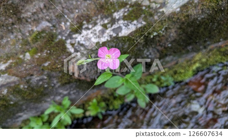 Small flowers on the river side 126607634