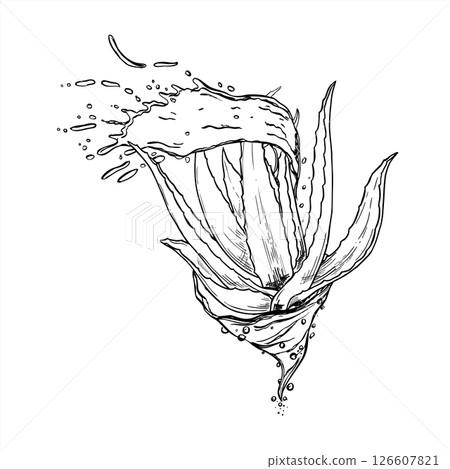 Vector monochrome aloe plant in swirling water tornado with flying droplets graphic sketch illustration. Antiseptic water wave etching drawing for spa branding, herbal cosmetics, eco packaging. Vector monochrome aloe plant in swirling water tornado with flying droplets graphic sketch illustration. Antiseptic water wave etching drawing for spa branding, herbal cosmetics, eco packaging. 126607821