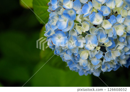 Hydrangea flowers wet with rain during the rainy season Hydrangea flowers wet with rain during the rainy season 126608032