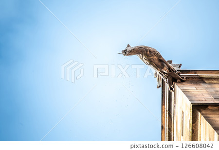 Nuremberg, Germany, August 2, 2023. View of a gargoyle in the old town. Detail of the drops of water coming out of the mouth. Nuremberg, Germany, August 2, 2023. View of a gargoyle in the old town. Detail of the drops of water coming out of the mouth. 126608042