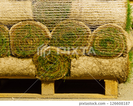 Stacks of sod rolls for new lawn Stacks of sod rolls for new lawn 126608187