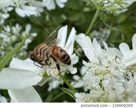 White coriander flowers and a bee White coriander flowers and a bee 126608260