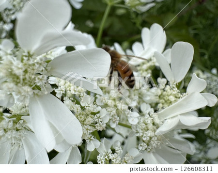White coriander flowers and a bee 126608311