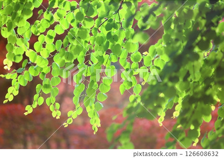 Fresh green wig leaves 126608632