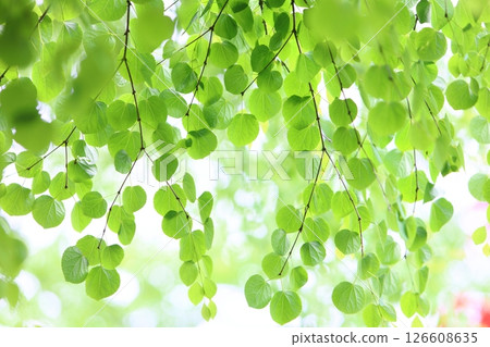 Fresh green katsura leaves [Sky background] 126608635