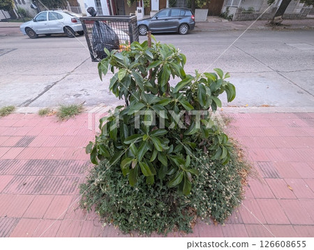 Cordoba, Argentina - 01.05.2025: Maluma Persea Americana on the street of the city 126608655