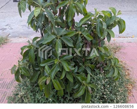 Maluma Persea Americana on the streets of Cordoba, Argentina 126608656