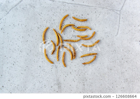 Yellow mealwurm for powder. Dried worms eating as food or cooked insect meat on stone background. Good source of protein. Yellow mealwurm for powder. Dried worms eating as food or cooked insect meat on stone background. Good source of protein. 126608664