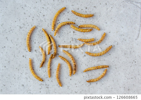 Yellow mealwurm for powder. Dried worms eating as food or cooked insect meat on stone background. Good source of protein.  126608665