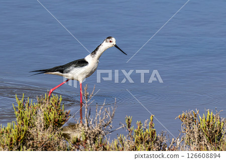 Black-winged stilt, Himantopus himantopus in Ria Formosa Natural Reserve, Algarve Portugal. 126608894