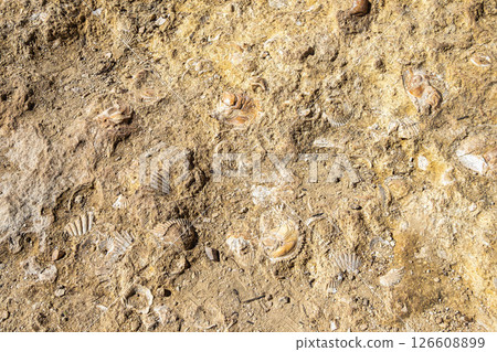 Fossilized shell on the rocky coast of the Algarve, Portugal 126608899