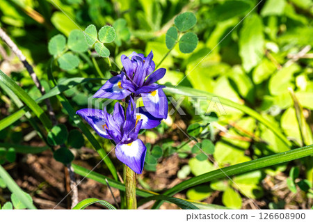Violet Iris xiphium, commonly known as the Spanish iris at the Algarve coast in Portugal 126608900