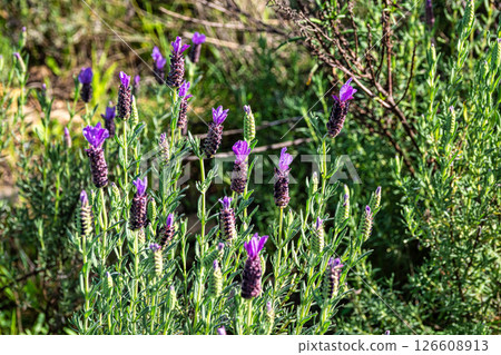 Lavandula stoechas, Spanish lavender or topped lavender in Vale Fuzeiros at Vilarinha, Algarve, Portugal. Lavandula stoechas, Spanish lavender or topped lavender in Vale Fuzeiros at Vilarinha, Algarve, Portugal. 126608913