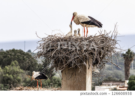 White Storks, Ciconia ciconia at Odiaxere in the Algarve region, District Faro, Portugal. White Storks, Ciconia ciconia at Odiaxere in the Algarve region, District Faro, Portugal. 126608938