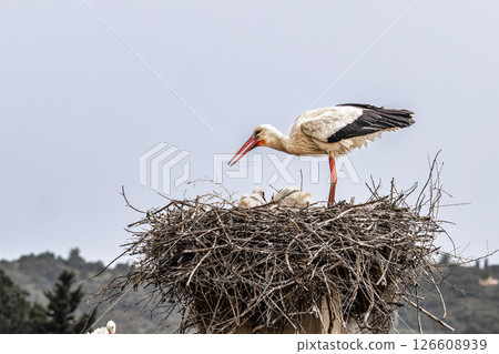 White Storks, Ciconia ciconia at Odiaxere in the Algarve region, District Faro, Portugal. White Storks, Ciconia ciconia at Odiaxere in the Algarve region, District Faro, Portugal. 126608939