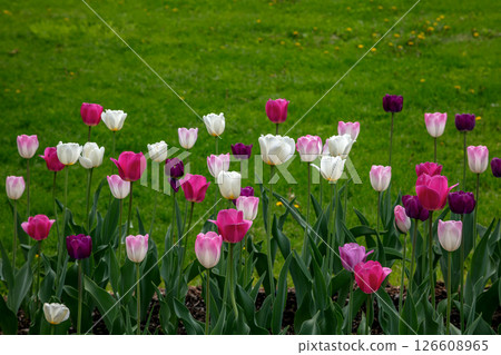 Tulips Garden Bloom Spring Flowers Nature 126608965