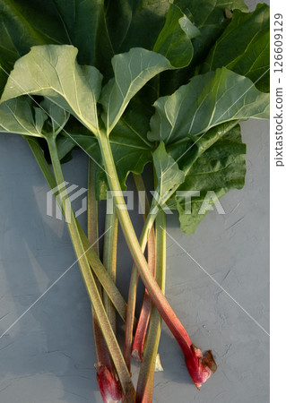 Fresh young rhubarb leaves on gray background. Vegetarian food. Healthy plant. Top view. 126609129