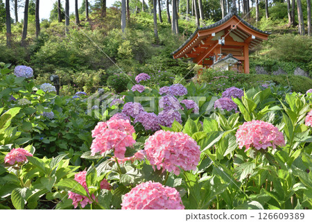 三室戶寺繡球花園的繡球花（京都府宇治市） 126609389