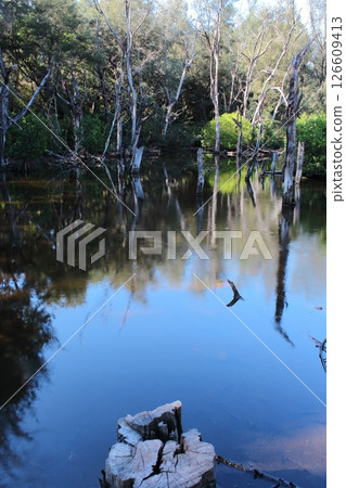 mangrove forest 126609413