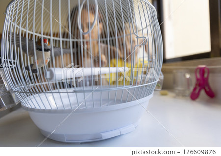 Zebra finch flying in round white cage with blurred children in background 126609876