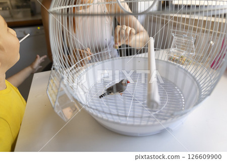 Woman feeding a zebra finch in a white cage while child watches 126609900