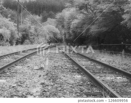A straight railroad track passing through young leaves in early summer (20250514133521) 126609956