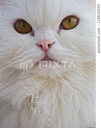 White persian cat displaying mesmerizing amber eyes, soft fluffy fur highlighting regal feline beauty and delicate facial features 126610050
