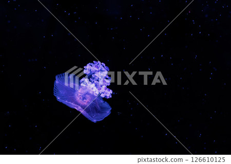 underwater photography jellyfish Cotylorhiza tuberculata, Mediterranean jellyfish 126610125