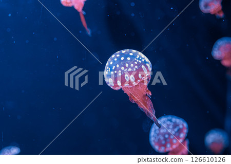 underwater photography jellyfish mastigias papua, spotted jelly, lagoon jelly, golden medusa 126610126